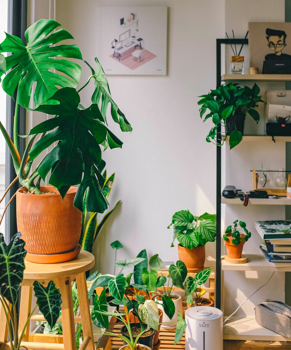 Philodendron ‘Micans’ - Image 4