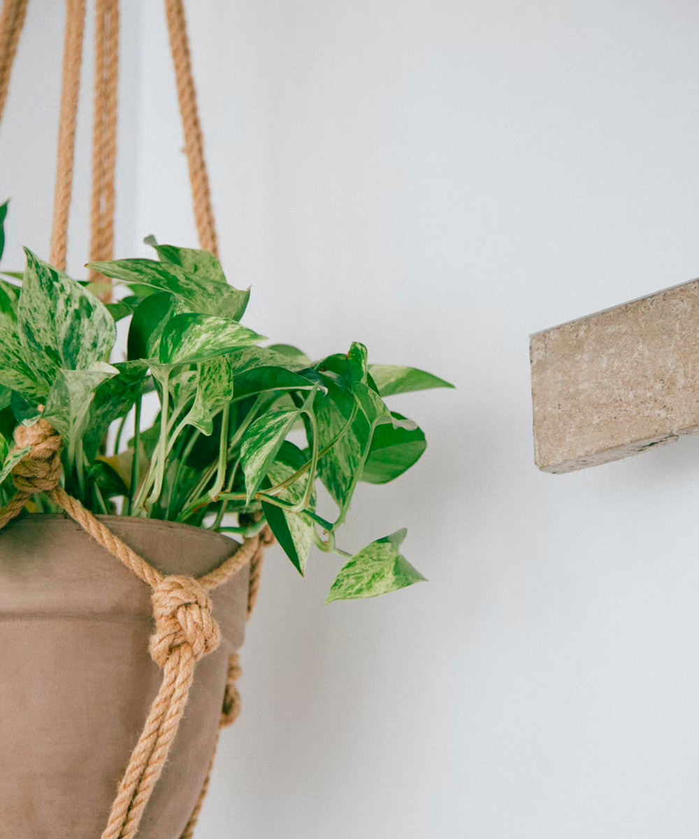 Philodendron ‘Micans’ - Image 2